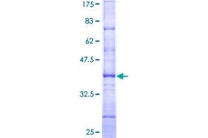 HNF4A Protein (AA 324-423) (GST tag)
