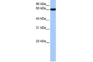 Zinc Finger Protein 891 (ZNF891) (N-Term) anticorps