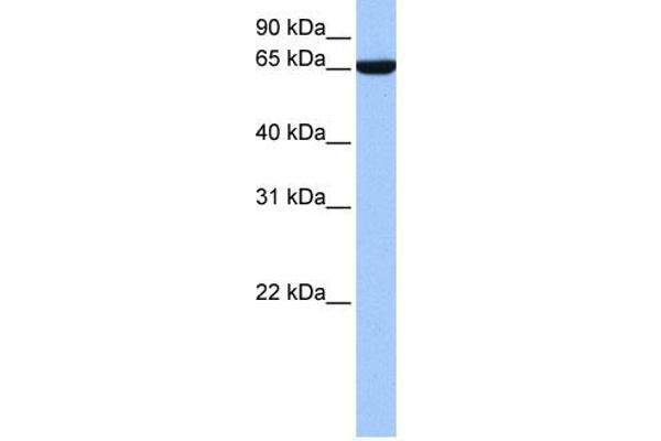 Zinc Finger Protein 891 (ZNF891) (N-Term) Antikörper