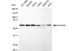 anti-Acyl-CoA Dehydrogenase Family, Member 9 (ACAD9) antibody