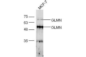 MCF-7 lysates probed with Anti-FK506 binding protein associated protein Polyclonal Antibody, Unconjugated  at 1:5000 90min in 37˚C. (GLMN antibody  (AA 151-250))