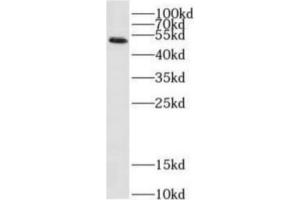 2019 nCOV N protein were subjected to SDS-PAGE followed by western blot with ABIN6952769 (anti- 2019 nCOV N protein Monoclonal antibody) at dilution of 1 μg/mL (SARS-CoV-2 Nucleocapsid antibody)