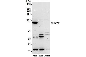 Western Blotting (WB) image for anti-Major Vault Protein (MVP) (AA 1-50) antibody (ABIN7455064)