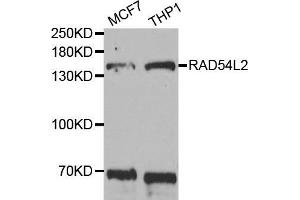 Western blot analysis of extracts of various cell lines, using RAD54L2 antibody (ABIN5973621) at 1/1000 dilution. (ARIP4 antibody)