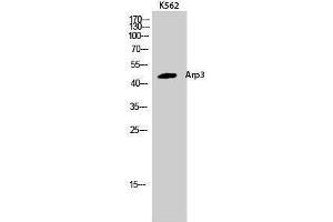 Western Blotting (WB) image for anti-Angiopoietin-Like 6 (ANGPTL6) (C-Term) antibody (ABIN3183375)