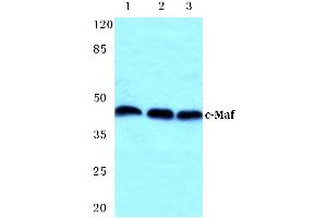Western blot (WB) analysis of c-Maf antibody at 1/500 dilution