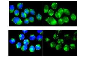 Catalase antibody used at a dilution of 1:100 to detect mouse macrophages. (Catalase antibody  (Middle Region))