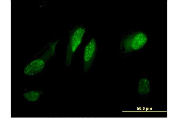 RGC32 antibody  (AA 1-117)