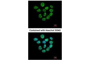Immunofluorescence (IF) image for anti-H2A Histone Family, Member Z (H2AFZ) (C-Term) antibody (ABIN2856585)
