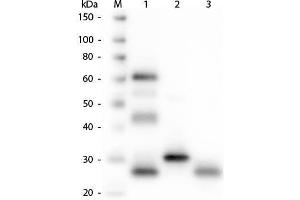 Western Blot of Anti-Chicken IgG (H&L) (GOAT) Antibody . (Goat anti-Chicken IgG (Heavy & Light Chain) Antibody (Alkaline Phosphatase (AP)) - Preadsorbed)