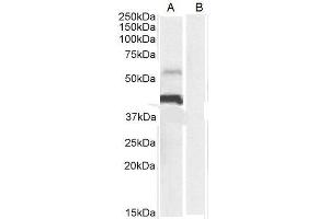 ABIN185339 (0. (PD-L1 antibody  (C-Term))