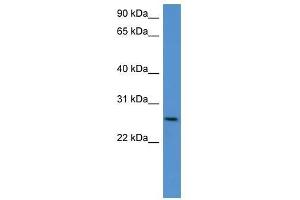 Chodl antibody used at 0. (CHODL antibody  (C-Term))