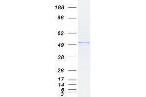Validation with Western Blot (HDAC3 Protein (Myc-DYKDDDDK Tag))