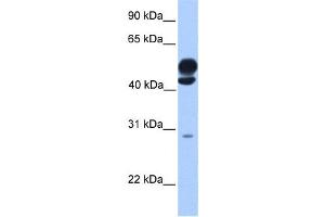 Western Blotting (WB) image for anti-Kinesin Light Chain 3 (KLC3) antibody (ABIN2459662) (KLC3 antibody)