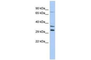 Image no. 1 for anti-Testis Specific, 13 (TSGA13) (C-Term) antibody (ABIN6743646) (TSGA13 antibody  (C-Term))