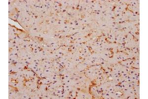 IHC image of ABIN7152895 diluted at 1:200 and staining in paraffin-embedded human skeletal muscle tissue performed on a Leica BondTM system. (FNDC5 antibody  (AA 113-127))