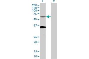 Western Blot analysis of PXK expression in transfected 293T cell line by PXK MaxPab polyclonal antibody. (PXK antibody  (AA 1-450))