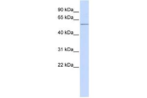 WB Suggested Anti-ACVR1C Antibody Titration: 0. (ACVR1C/ALK7 antibody  (N-Term))
