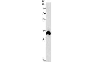 Western Blotting (WB) image for anti-Cell Division Cycle Associated 8 (CDCA8) antibody (ABIN2422727) (CDCA8 antibody)