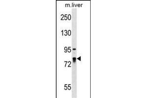 LARP4 Antibody (C-term) (ABIN1537550 and ABIN2849166) western blot analysis in mouse liver tissue lysates (35 μg/lane). (LARP4 antibody  (C-Term))