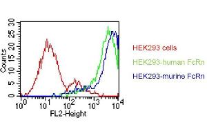 . HEK293 cells were transfected with an expression vector encoding either human FcRn (green curve) or murine FcRn (blue curve). Untransfected HEK293 cells were used as a negative control (red curve). Binding of DVN24 was detected with a PE conjugated secondary antibody. A positive signal was obtained with human and with murine FcRn transfected cells. * DVN24 generally shows weaker reactivity towards mouse than human FcRn (Derry C. Roopenian, unpublished data) (FcRn antibody)