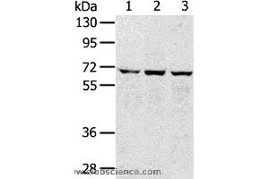 Western blot analysis of 293T, hepg2 and A172 cell, using SLC5A9 Polyclonal Antibody at dilution of 1:300 (SLC5A9 antibody)