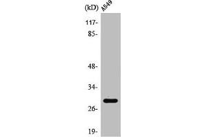 Western Blot analysis of 293 cells using PTTG1/2/3 Polyclonal Antibody (PTTG1 antibody  (Internal Region))