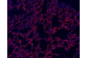 Immunofluorescence analysis of paraffin-embedded mouse lung using CD54 Polyclonal Antibody at dilution of 1:300. (ICAM1 antibody)