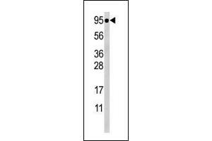 Western blot analysis of anti-Phospho-STAT5a- Antibody (ABIN389667 and ABIN2839646) in CEM cell line lysate (35 μg/lane). (STAT5A antibody  (pSer726))