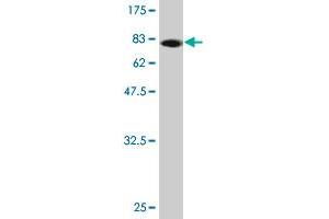 Western Blot detection against Immunogen (80. (PWP1 antibody  (AA 1-501))