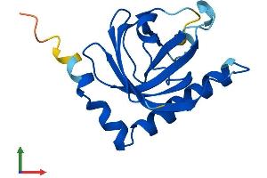 AlphaFold protein structure predicition of Mouse Recombinant Rfk Protein, UniprotID Q8CFV9 (Riboflavin Kinase Protein (RFK) (AA 1-155) (His tag))