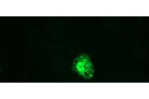 Image no. 3 for anti-Growth Arrest and DNA-Damage-Inducible, gamma (GADD45G) antibody (ABIN1497601) (GADD45G antibody)