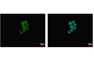 ICC/IF Image NCF1 antibody detects NCF1 protein at cytoplasm by immunofluorescent analysis.