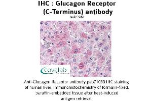 Image no. 1 for anti-Glucagon Receptor (GCGR) (C-Term) antibody (ABIN1734752) (Glucagon Receptor antibody  (C-Term))