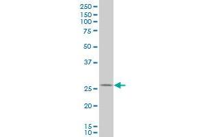 HHEX antibody  (AA 133-237)