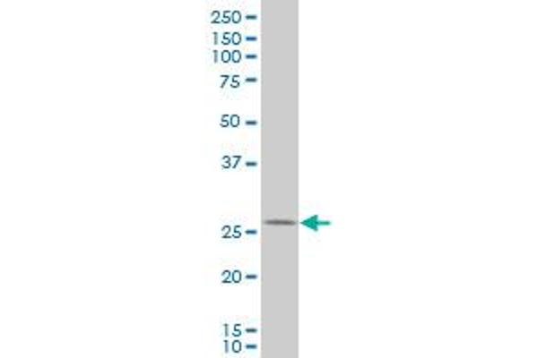 HHEX antibody  (AA 133-237)