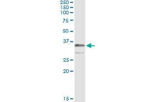 Immunoprecipitation of TRADD transfected lysate using anti-TRADD monoclonal antibody and Protein A Magnetic Bead , and immunoblotted with TRADD MaxPab rabbit polyclonal antibody. (TRADD antibody  (AA 203-312))