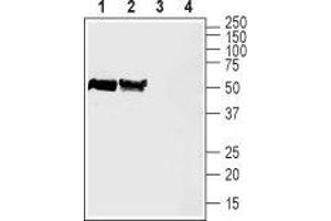 Western blot analysis of rat (lanes 1 and 3) and mouse (lanes 2 and 4) brain lysates: - 1,2. (Slc30a3 antibody  (2nd Cytoplasmic Loop))