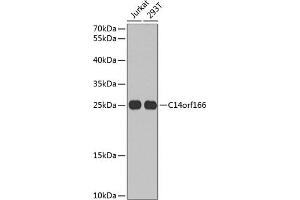 Western blot analysis of extracts of various cell lines, using C14orf166 antibody (ABIN6127699, ABIN6137728, ABIN6137729 and ABIN6220257) at 1:1000 dilution. (C14orf166 antibody  (AA 1-244))