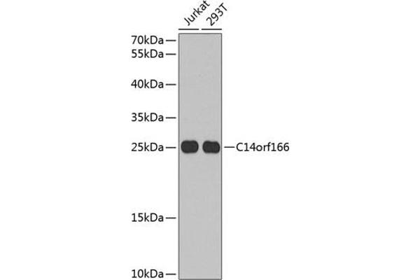 C14orf166 antibody  (AA 1-244)