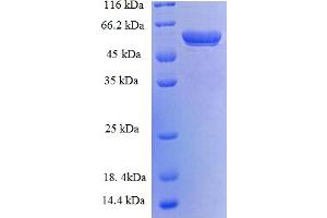 SDS-PAGE (SDS) image for 14-3-3 eta (YWHAH) (AA 4-246), (partial) protein (GST tag) (ABIN5712211) (14-3-3 eta Protein (YWHAH) (AA 4-246, partial) (GST tag))