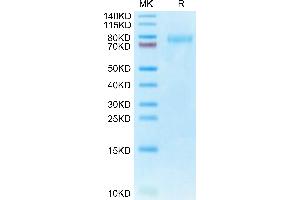 Human CLEC14A on Tris-Bis PAGE under reduced condition. (CLEC14A Protein (AA 22-397) (His tag))