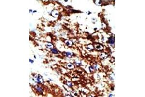 Image no. 1 for anti-Farnesyl Diphosphate Synthase (FDPS) (AA 24-53), (N-Term) antibody (ABIN357713) (FDPS antibody  (N-Term))