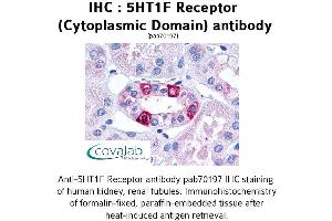 Image no. 1 for anti-5-Hydroxytryptamine (serotonin) Receptor 1F (HTR1F) (3rd Cytoplasmic Domain) antibody (ABIN1731357) (HTR1F antibody  (3rd Cytoplasmic Domain))