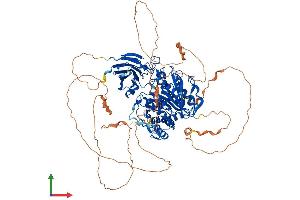 AlphaFold protein structure predicition of Mouse Recombinant Agbl5 Protein, UniprotID Q09M02 (AGBL5 Protein (AA 1-886) (His tag))