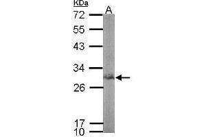 WB Image Sample (50 ug of whole cell lysate) A: mouse spleen 12% SDS PAGE antibody diluted at 1:1000 (BPGM antibody)