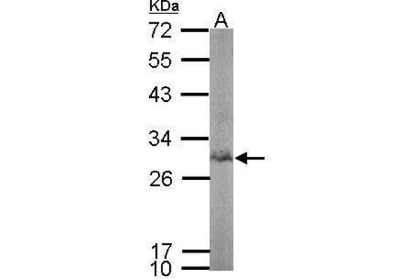 BPGM antibody