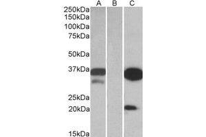 Western Blotting (WB) image for anti-Dual Adaptor of Phosphotyrosine and 3-phosphoinositides (DAPP1) (Internal Region) antibody (ABIN2464852) (DAPP1 antibody  (Internal Region))