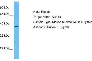 Host: Mouse Target Name: AKR1B1 Sample Tissue: Mouse Skeletal Muscle Antibody Dilution: 1ug/ml (AKR1B1 antibody  (N-Term))