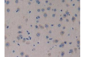 Detection of NT4 in Mouse Brain Tissue using Polyclonal Antibody to Neurotrophin 4 (NT4) (Neurotrophin 4 antibody  (AA 80-209))
